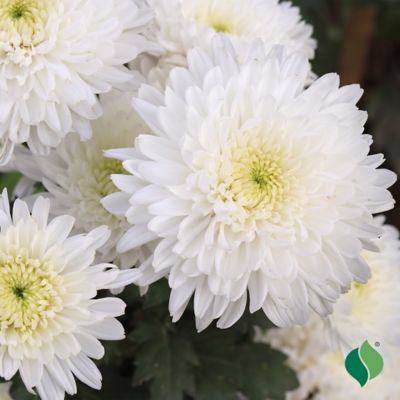 DeGroot 8 in. Mum (Chrysanthemum) White Flowers