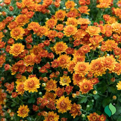 DeGroot 8 in. Mum (Chrysanthemum) Orange Flowers