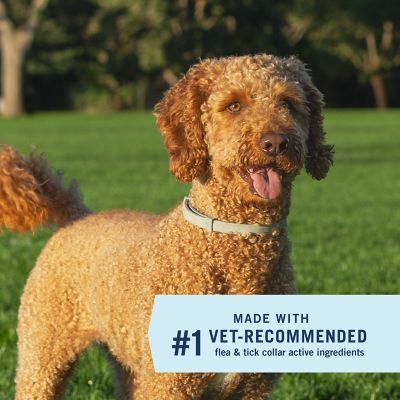 Image showing  Dog Flea and Tick Collar