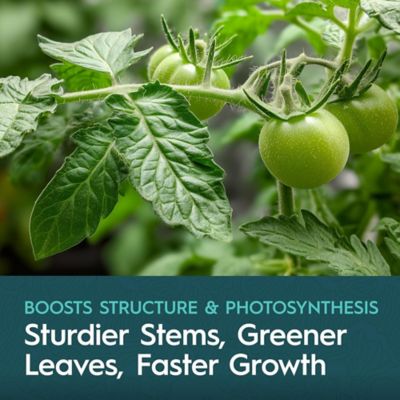 Image showing  1 Gallon (3.79L) CaMg Calcium & Magnesium Supplement Liquid Plant Fertilizer Fruiting & Flowering Plants 2-0-0 1-Pack