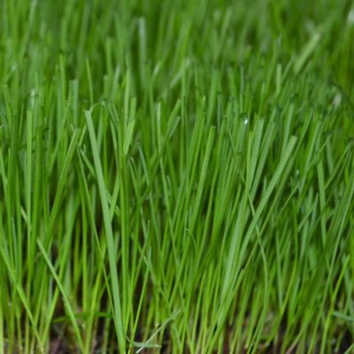 Image showing  Trifecta Gray Leaf Spot Resistant Perennial Ryegrass Blend 25 lb.