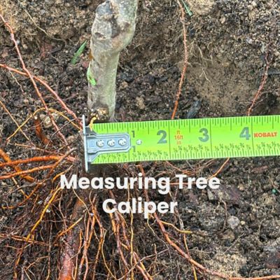 Image showing  Tree Saver Soil Amendment for Transplanting Trees and Shrubs 9 oz.