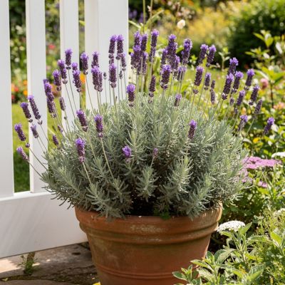 Youngs 2.0 qt. Lavender Pot