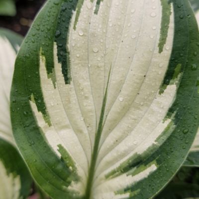 Image showing Youngs 2.0 qt. Hosta Varigated Pot
