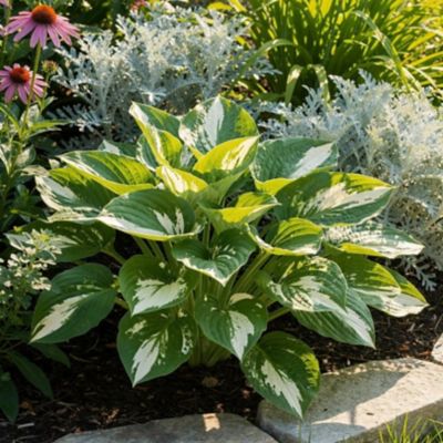 Image showing Youngs 2.0 qt. Hosta Varigated Pot