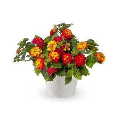 YOUNGS 1.5PT LANTANA POT