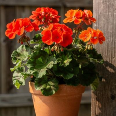 Youngs 2.0 qt. Geranium Mojo