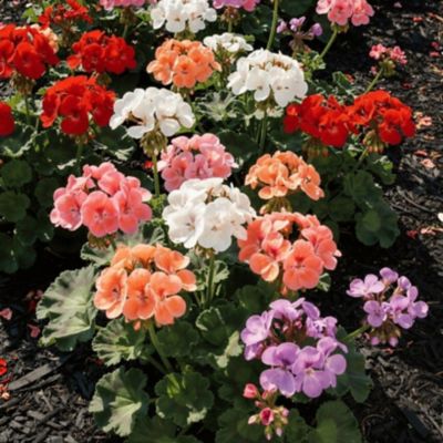 Image showing Youngs 2.0 qt. Geranium Mojo