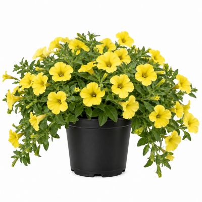 Young's 2 qt. Potted Yellow Bee's Knees Petunia Plant