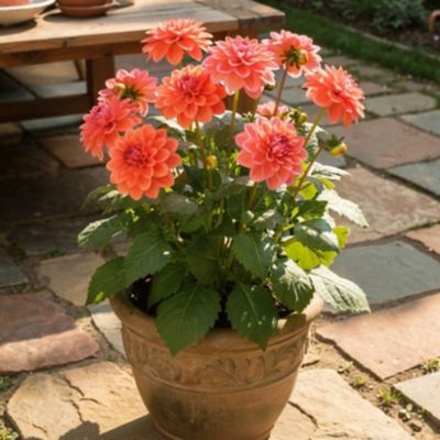Youngs 2.0 qt. Dahlia Pot