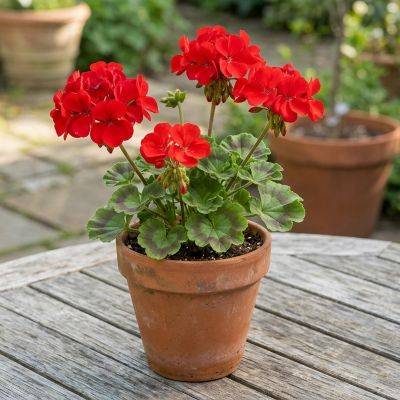 Youngs 1.5 pt. Geranium Zonal Pot