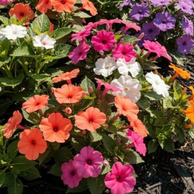 Youngs 2.0 qt. Sunpatiens Pot