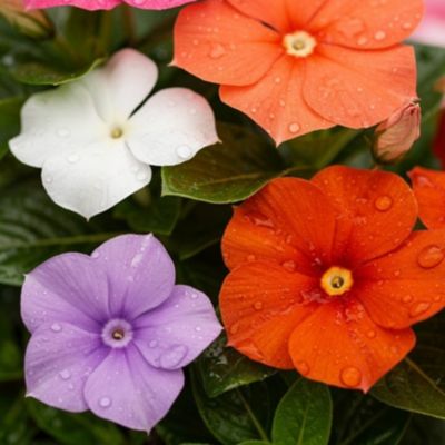 Image showing Youngs 2.0 qt. Sunpatiens Pot