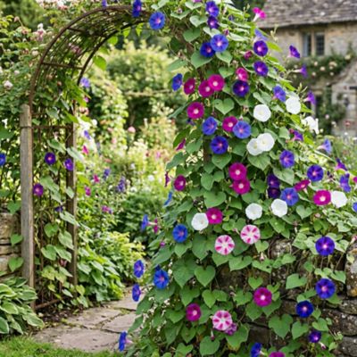 YOUNGS 1.5 pt Ipomoea Pot