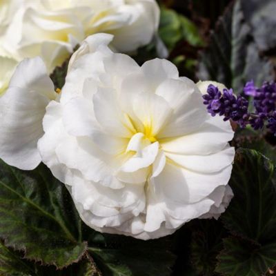Youngs 2.0 qt. Begonia Limitless Pot