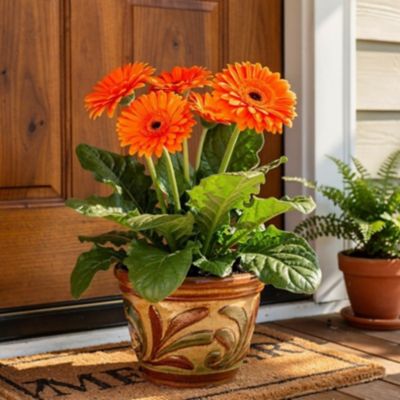 Youngs 1.5 pt. Gerbera Daisy Pot