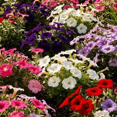 Youngs 1.5 pt. Petunia Pot