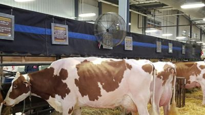 Image showing  24 in. Show Fan