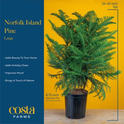 Image showing  9 in. Norfolk Pine in Upgrade