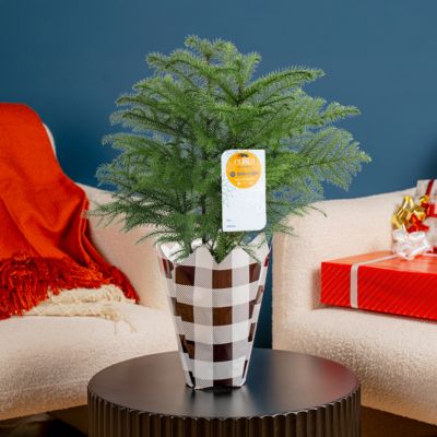 Image showing  6 in. Norfolk Pine in Mylar