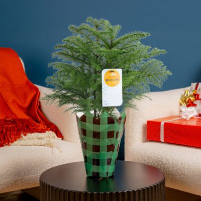 Image showing  6 in. Norfolk Pine in Mylar