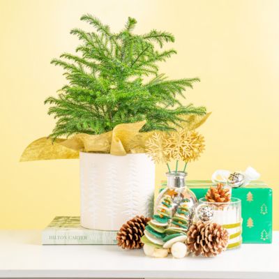 Image showing  6 in. Norfolk Pine in Upgrade