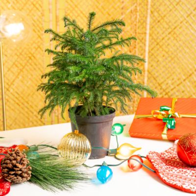 Image showing  6 in. Norfolk Pine in Upgrade