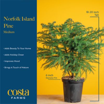 Image showing  6 in. Norfolk Pine in Upgrade