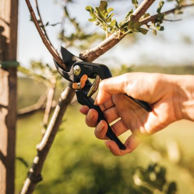 Image showing  Solid Pruner