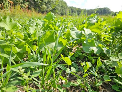 Image showing  Cheat Code Food Plot Mix - 5.5 lb.