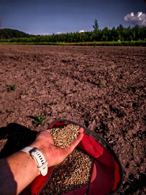 Image showing  Cheat Code Food Plot Mix - 5.5 lb.