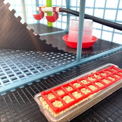 Image showing 6 th Hatching Time Comfortplast Chick Brooder, 3 Layer, H 9.5 in., 3 Sections Per Layer