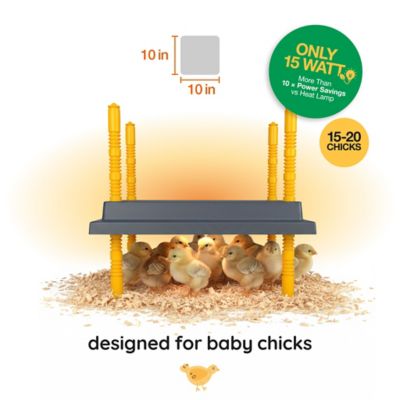 Image showing  10 x 10 in. Warmzy Heating Plate for Baby Chicks for 15-20 Chicks