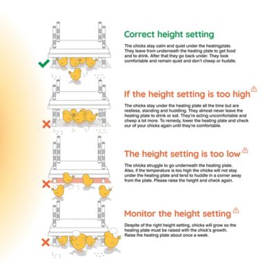 Image showing  10 x 10 in. Warmzy Heating Plate for Baby Chicks for 15-20 Chicks