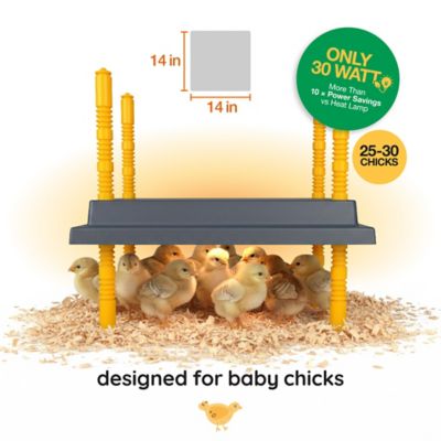 Image showing  14x14 Warmzy Heating Plate for Baby Chicks for 25-30 Chicks
