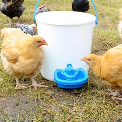 Image showing 5 th Hatching Time Maxicup Automatic Drinker - Poultry Waterer
