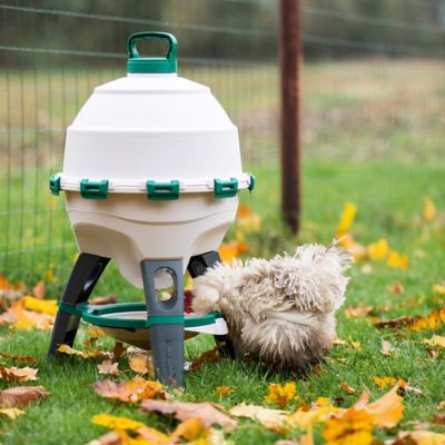 Image showing 7 th Hatching Time Optimus Poultry Drinker - 6 gal.