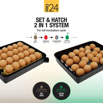 Image showing 5 th Hatching Time Pro24 Table Top Automatic Egg Incubator
