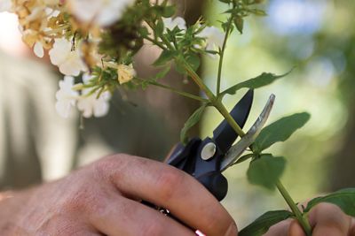 Image showing 7 th Fiskars Floral Pruner