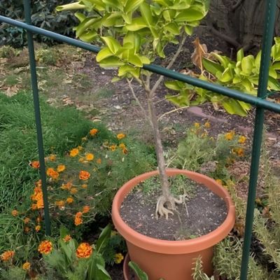 Image showing 7 th The Harvest Company 6 ft Coated Steel Garden Stakes, 7/16 in. Diameter, 20 pk.