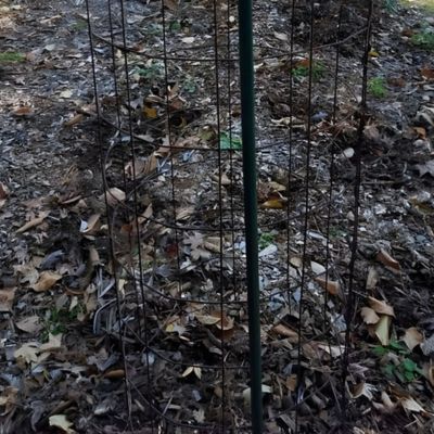 Image showing 6 th The Harvest Company 5 ft. Coated Steel Garden Stakes, 7/16 in. Diameter, 100 pk.