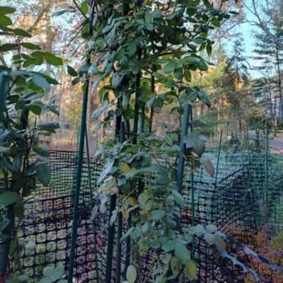 Image showing  8 ft. Coated Steel Garden Stakes, 3/4 in. Diameter, 10 pk.