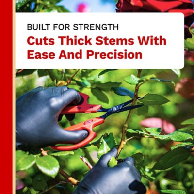 Image showing  6.3 in Fluorine Coated Japanese Stainless Steel Straight Blade Bonsai Shear, Ambidextrous Handles, 12 pk.