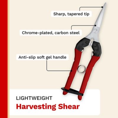 Image showing  7.9 in Hardchrome Plated Japanese Carbon Steel Straight Blade Harvesting Shear, Non-Slip Handles, 12 pk.