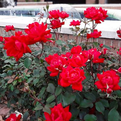 Image showing  2 gal. Rose Double Knockout Red