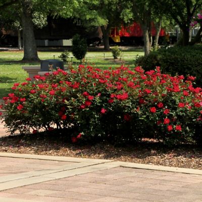 Image showing  2 gal. Rose Double Knockout Red