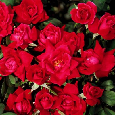 Image showing  2 gal. Rose Double Knockout Red