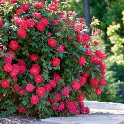 Image showing 5 th National Plant Network 2 gal. Rose Double Knockout Red