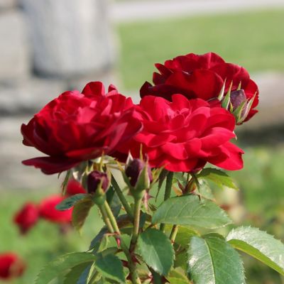 Image showing 6 th National Plant Network 2 gal. Rose Double Knockout Red