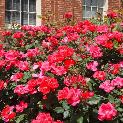 Image showing 7 th National Plant Network 2 gal. Rose Double Knockout Red